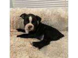 Boston Terrier Puppy for sale in Charlottesville, VA, USA