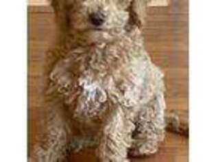 Goldendoodle Puppy for sale in Fairplay, CO, USA