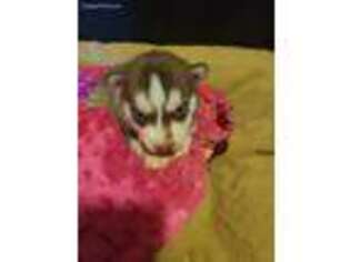 Siberian Husky Puppy for sale in Turbotville, PA, USA