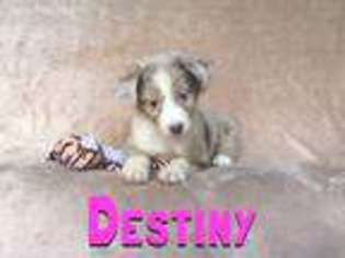 Miniature Australian Shepherd Puppy for sale in Glenwood, AR, USA