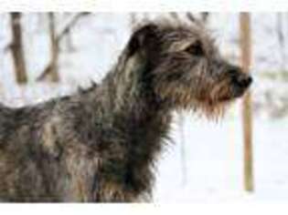 Irish Wolfhound Puppy for sale in Mount Olivet, KY, USA