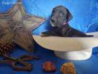 Great Dane Puppy for sale in Stockton, UT, USA