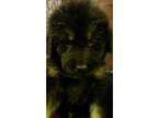 Tibetan Mastiff Puppy for sale in Harcourt, IA, USA