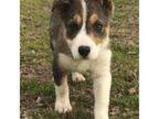 Border Collie Puppy for sale in Stephenville, TX, USA