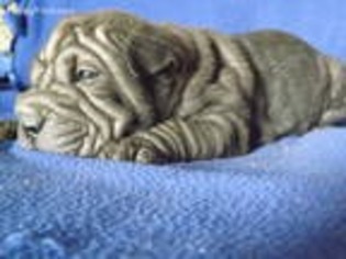 Mutt Puppy for sale in Alma, MI, USA