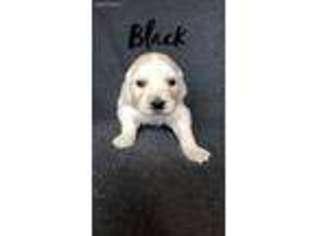 Mutt Puppy for sale in Norwalk, IA, USA