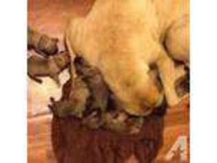 Mastiff Puppy for sale in MEBANE, NC, USA
