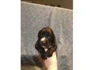 English Cocker Spaniel Puppy for sale in Leesburg, GA, USA