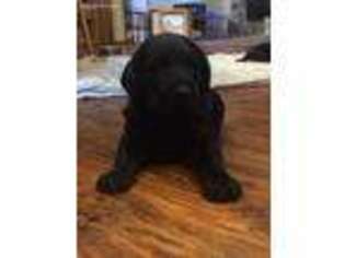 Labradoodle Puppy for sale in Troy, MO, USA