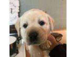 Labrador Retriever Puppy for sale in Haverhill, MA, USA