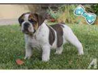 Bulldog Puppy for sale in MARINA DEL REY, CA, USA