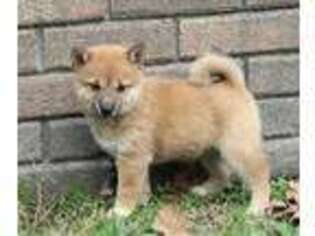 Shiba Inu Puppy for sale in Whiteville, TN, USA