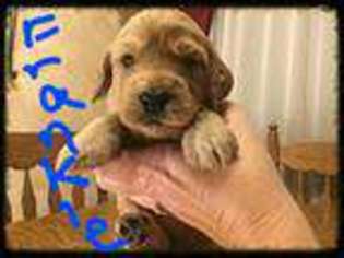 Goldendoodle Puppy for sale in Barberton, OH, USA