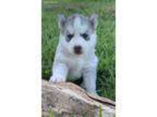 Siberian Husky Puppy for sale in Neosho, MO, USA