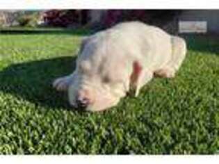 Dogo Argentino Puppy for sale in Phoenix, AZ, USA