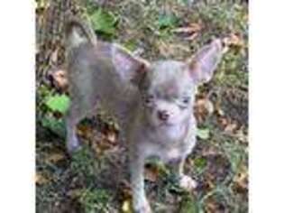 Chihuahua Puppy for sale in Sheboygan, WI, USA