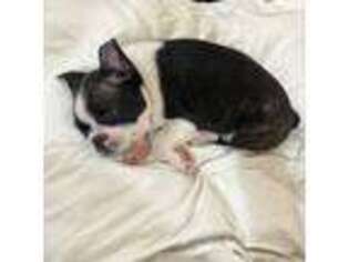 Boston Terrier Puppy for sale in Ridgewood, NY, USA