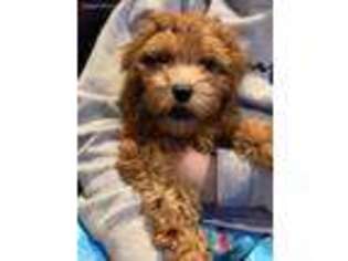 Goldendoodle Puppy for sale in Nanuet, NY, USA