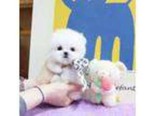Maltese Puppy for sale in Cupertino, CA, USA