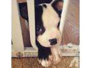 Boston Terrier Puppy for sale in ENFIELD, CT, USA