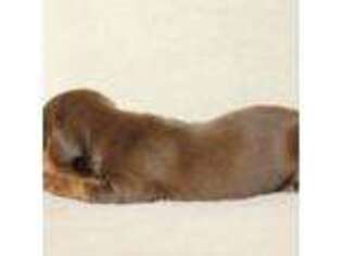 Dachshund Puppy for sale in Burlington, CO, USA