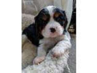 Cavalier King Charles Spaniel Puppy for sale in Grantsville, MD, USA