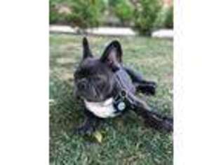 French Bulldog Puppy for sale in Sun Valley, CA, USA