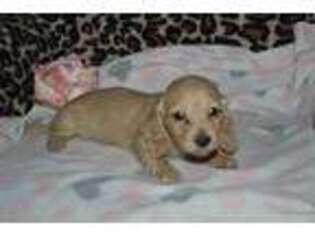 Dachshund Puppy for sale in Birmingham, AL, USA
