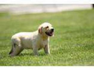 Labrador Retriever Puppy for sale in Champaign, IL, USA