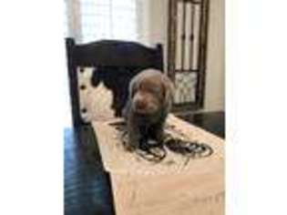 Labrador Retriever Puppy for sale in Humble, TX, USA
