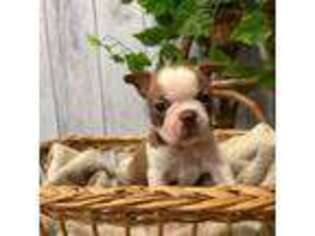 Boston Terrier Puppy for sale in Pico Rivera, CA, USA