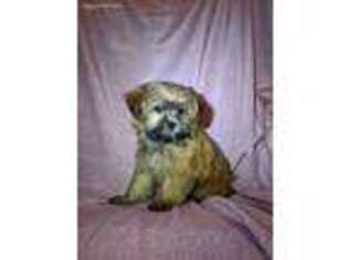 Shih-Poo Puppy for sale in Orrville, OH, USA