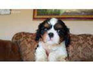 Cavalier King Charles Spaniel Puppy for sale in Folsom, CA, USA