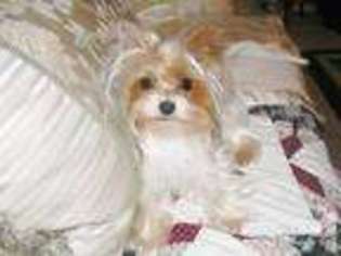 Yorkshire Terrier Puppy for sale in SPLENDORA, TX, USA