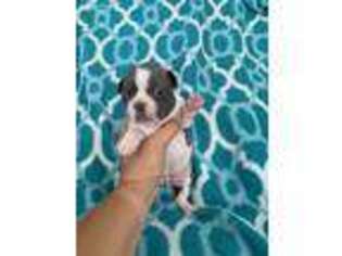 Boston Terrier Puppy for sale in Saint Petersburg, FL, USA