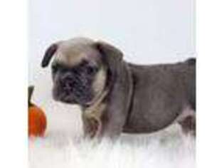 French Bulldog Puppy for sale in Canton, OH, USA