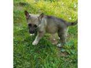 German Shepherd Dog Puppy for sale in Kings Mountain, KY, USA