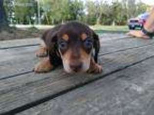 Dachshund Puppy for sale in Tunas, MO, USA
