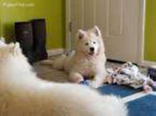 Samoyed Puppy for sale in Towson, MD, USA
