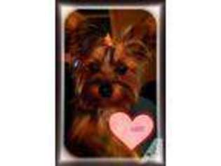 Yorkshire Terrier Puppy for sale in MILLBURY, MA, USA