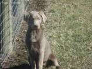 Labrador Retriever Puppy for sale in Indianapolis, IN, USA