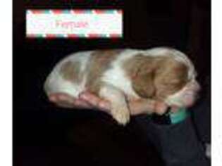 Cavalier King Charles Spaniel Puppy for sale in Miller, SD, USA