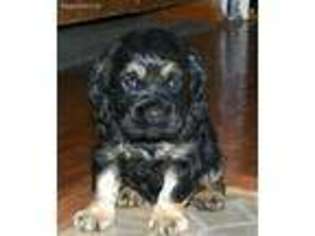 Cocker Spaniel Puppy for sale in Watertown, NY, USA