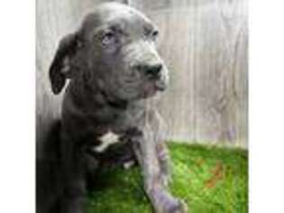 Cane Corso Puppy for sale in Sturgis, MI, USA