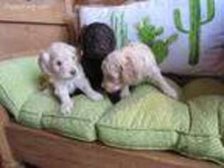 Labradoodle Puppy for sale in Sandwich, MA, USA