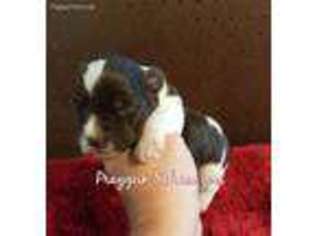 Mutt Puppy for sale in Oakville, IA, USA