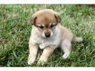 Shiba Inu Puppy for sale in Greentop, MO, USA