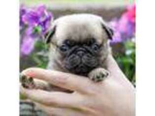 Pug Puppy for sale in Liberty, KY, USA