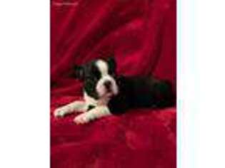 Border Terrier Puppy for sale in Navarre, FL, USA