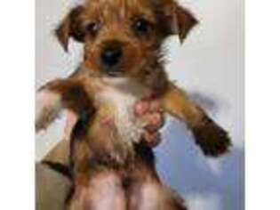 Yorkshire Terrier Puppy for sale in Hickory, NC, USA